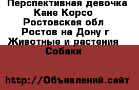Перспективная девочка Кане Корсо - Ростовская обл., Ростов-на-Дону г. Животные и растения » Собаки   